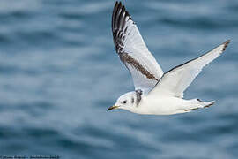 Mouette tridactyle