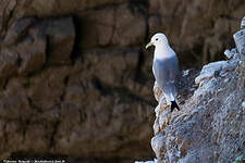 Mouette tridactyle