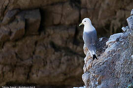 Black-legged Kittiwake