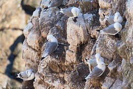 Mouette tridactyle