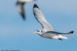 Black-legged Kittiwake