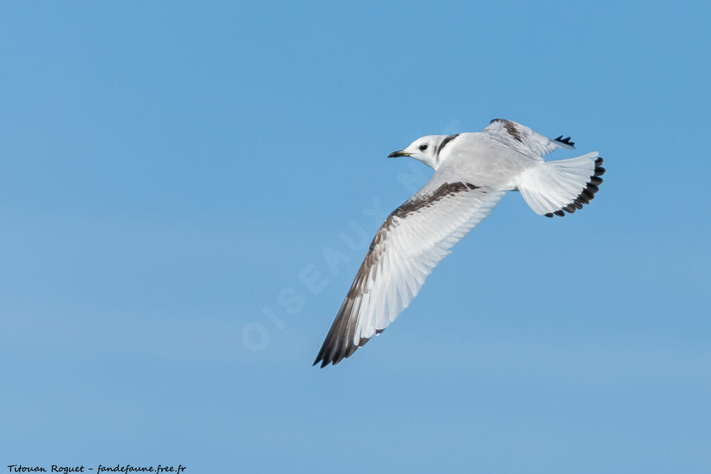 Mouette tridactyle