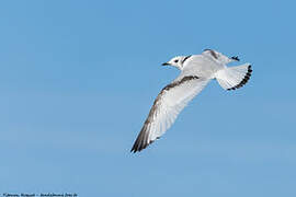 Black-legged Kittiwake