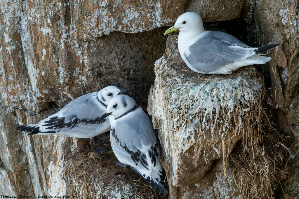 Black-legged Kittiwake