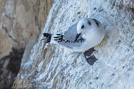 Mouette tridactyle