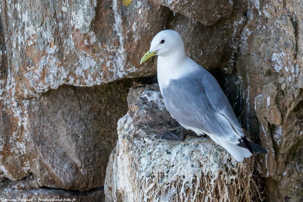 Black-legged Kittiwake