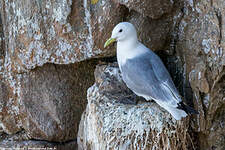 Mouette tridactyle