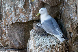 Black-legged Kittiwake