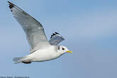 Mouette tridactyle