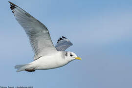 Black-legged Kittiwake