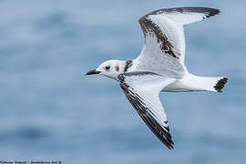 Black-legged Kittiwake