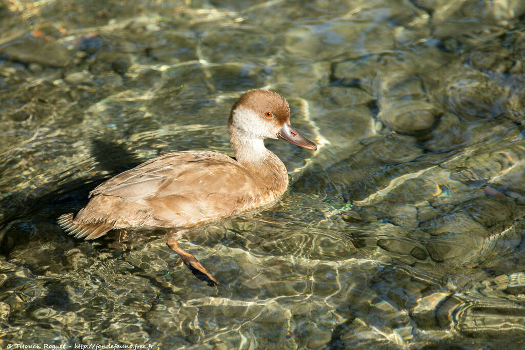 Red-crested Pochard, identification