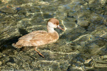 Nette rousse