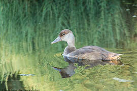 Red-crested Pochard