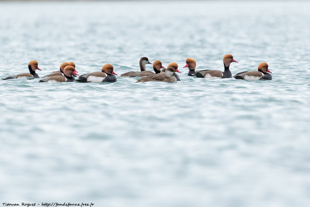 Red-crested Pochard