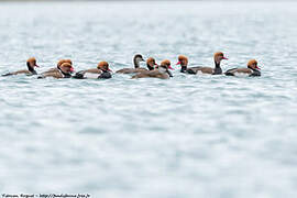 Red-crested Pochard