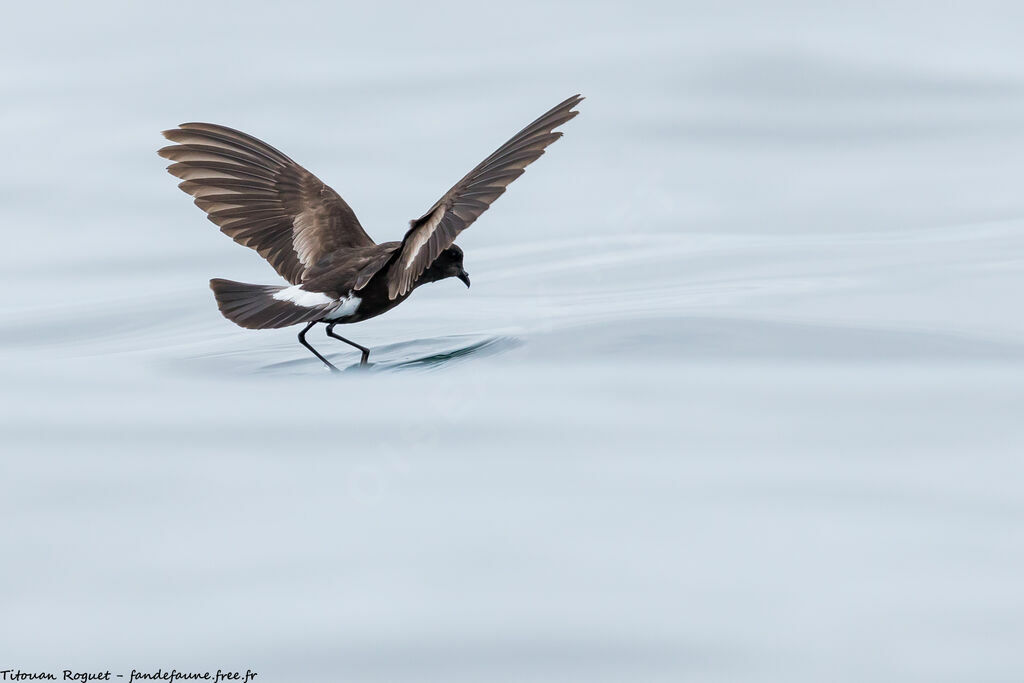 Wilson's Storm Petrel