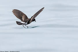 Wilson's Storm Petrel