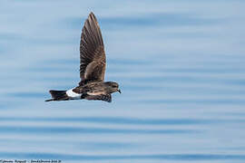 Wilson's Storm Petrel