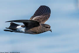 Wilson's Storm Petrel