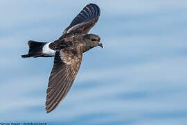 Wilson's Storm Petrel