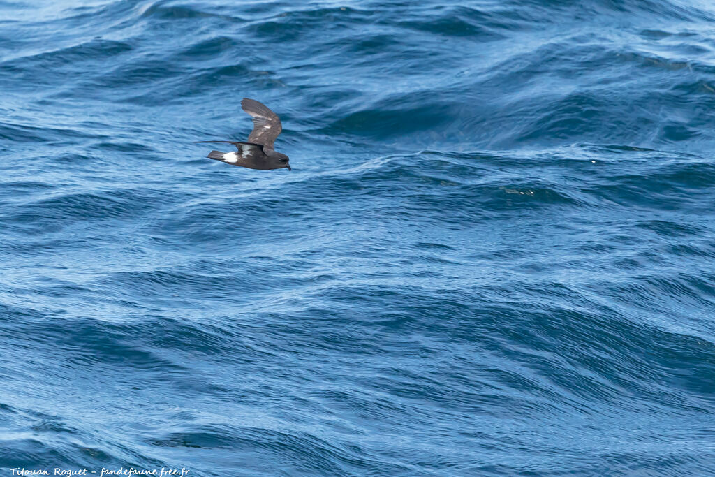 European Storm Petrel