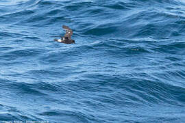 European Storm Petrel