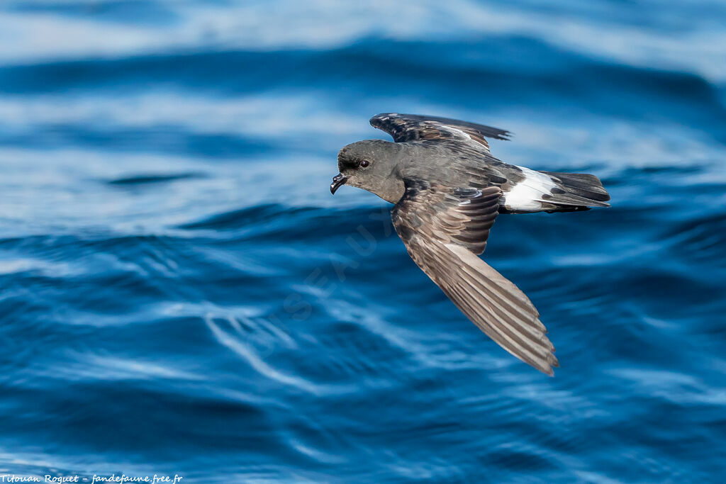 European Storm Petrel