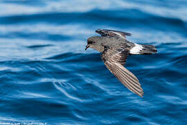 European Storm Petrel