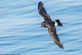 European Storm Petrel