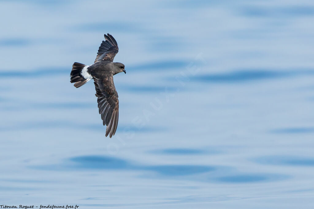 European Storm Petrel