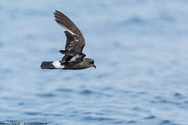 European Storm Petrel