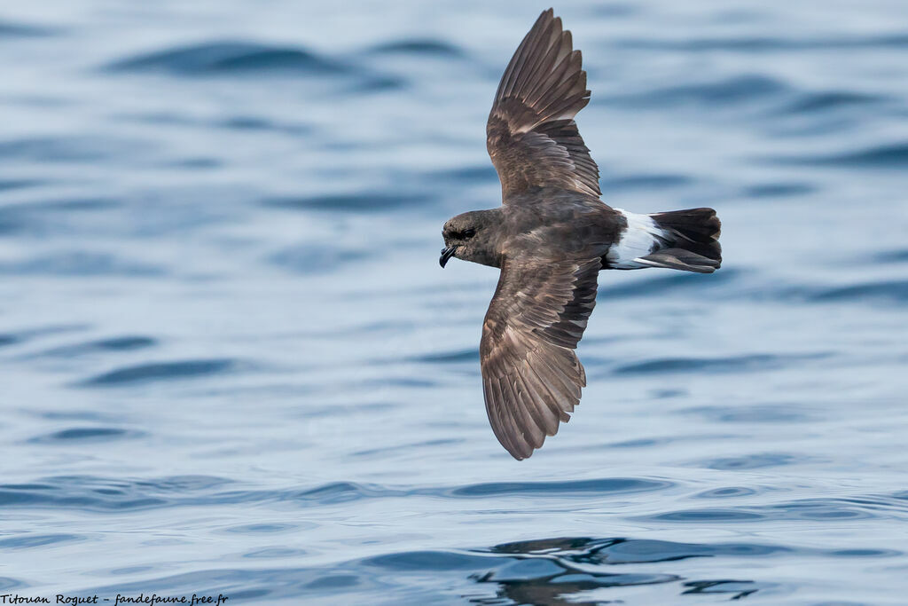 European Storm Petrel