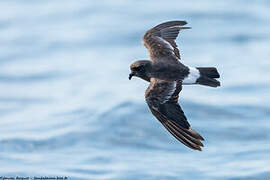 European Storm Petrel