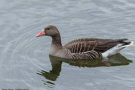 Greylag Goose