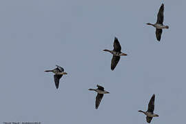 Greater White-fronted Goose