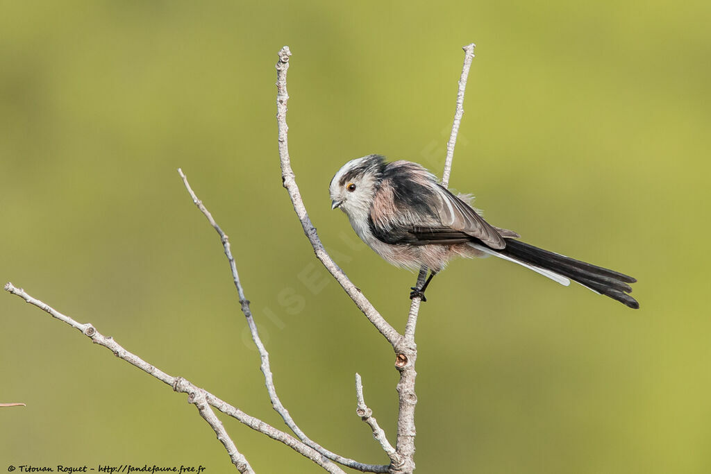 Long-tailed Tit, identification, close-up portrait, aspect, pigmentation