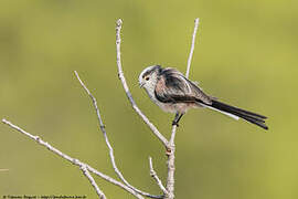 Long-tailed Tit