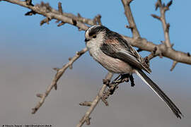 Long-tailed Tit