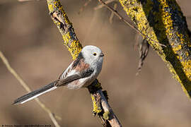 Long-tailed Tit