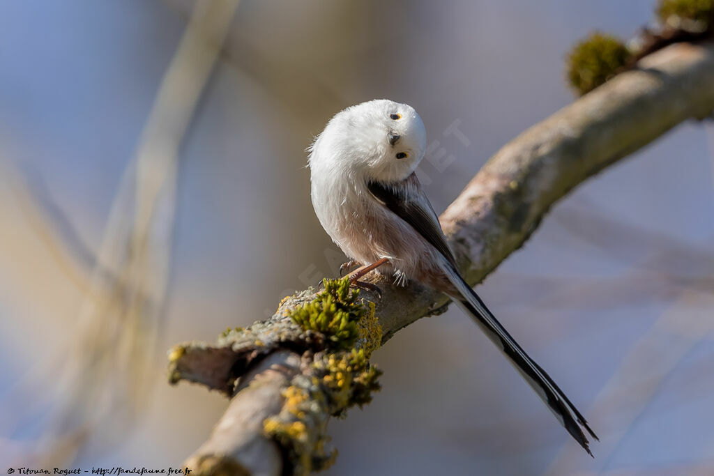 Long-tailed Tit