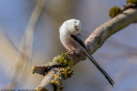 Long-tailed Tit