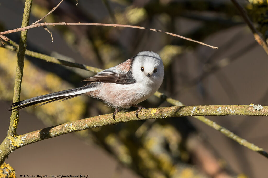 Long-tailed Tit