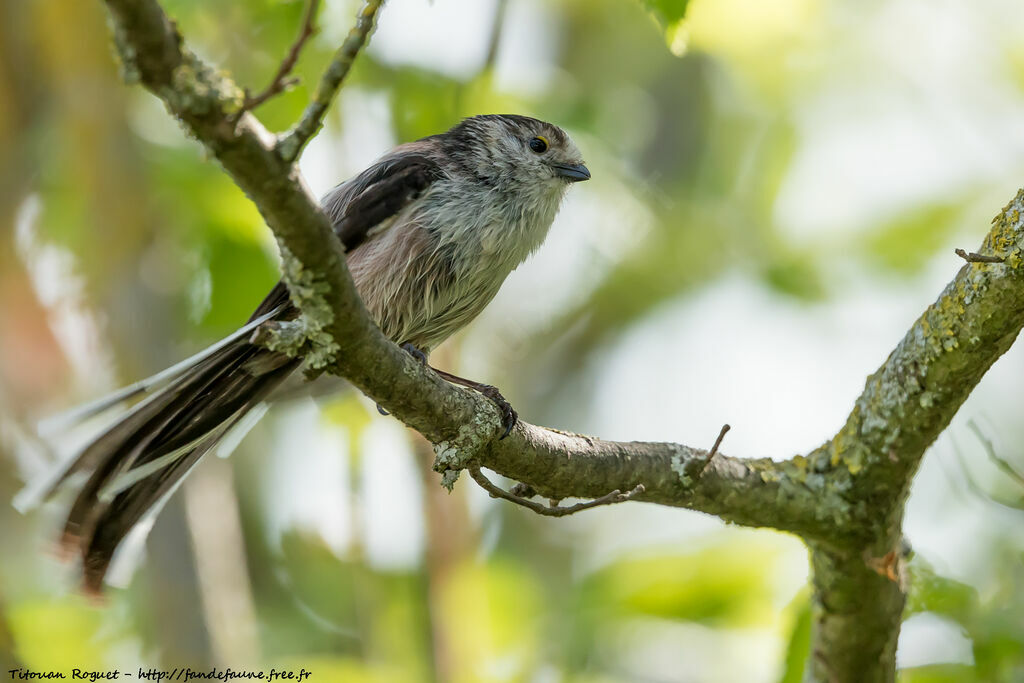 Long-tailed Tit