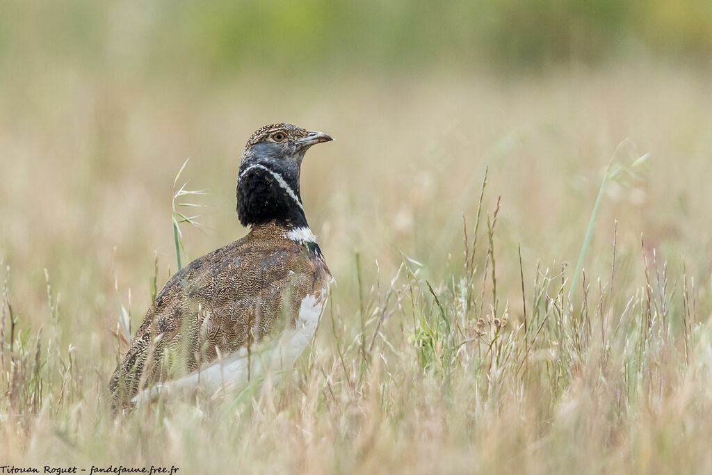 Little Bustard