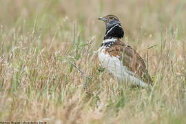 Little Bustard