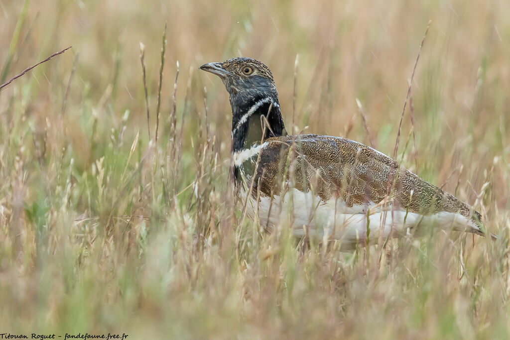 Little Bustard