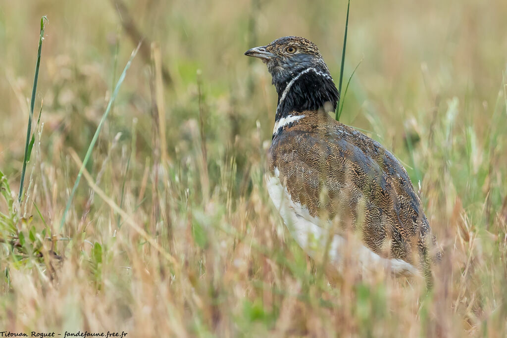 Outarde canepetière