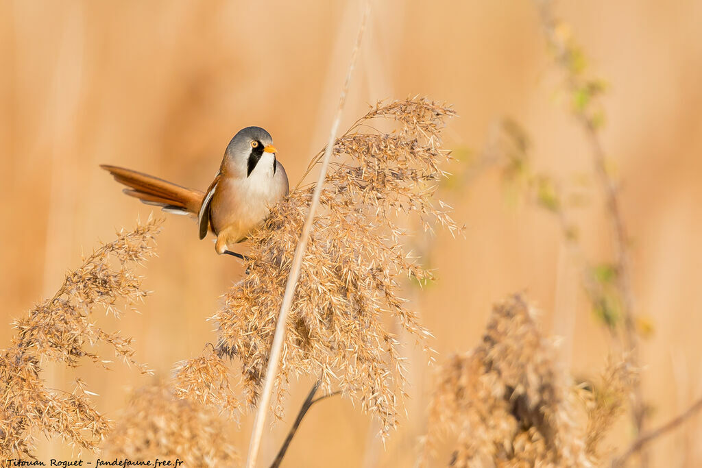 Bearded Reedling