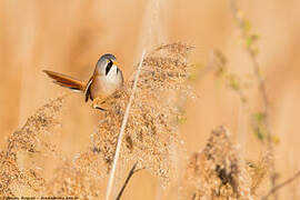 Bearded Reedling